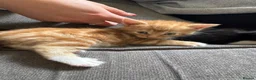 Mixed Breed cats for sale: Female Ginger Kitten - Advert 8
