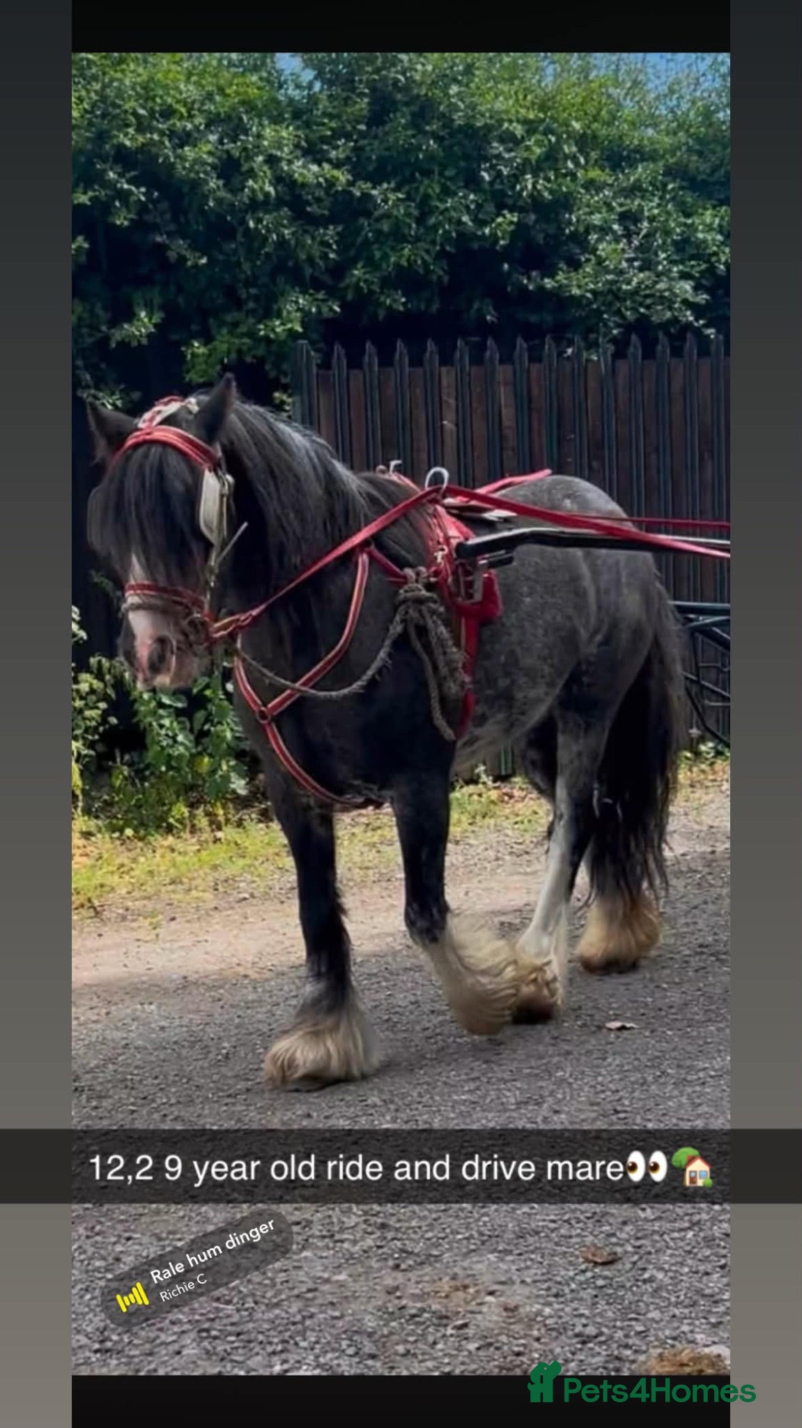 Irish Cob horses PERFECT QUALITY KIDS RIDE AND DRIVE 12.3HH  - Advert 10