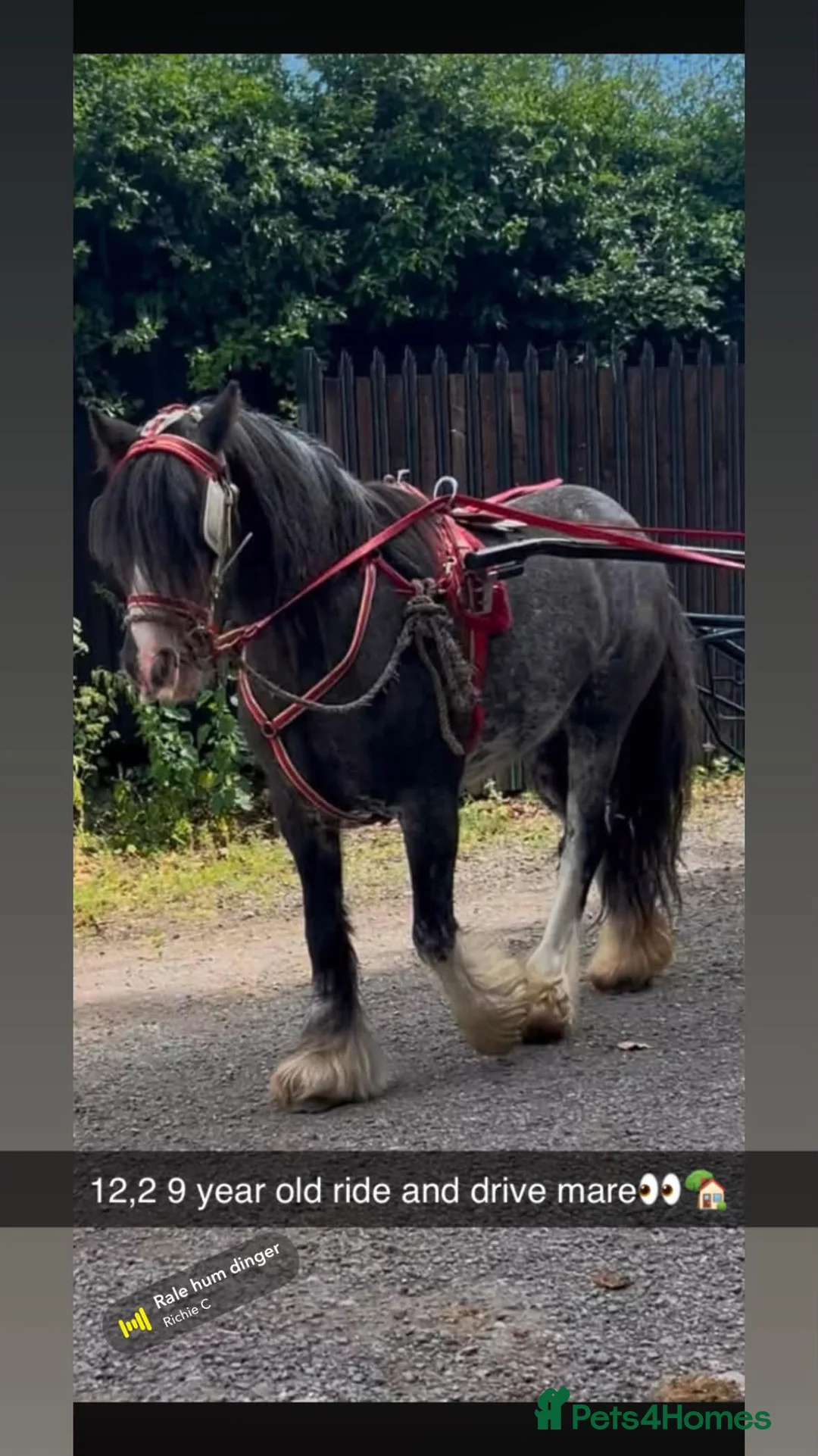 Irish Cob horses for sale: PERFECT QUALITY KIDS RIDE AND DRIVE 12.3HH  - Advert 1