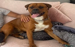Mixed Breed dogs for sale: Boxer x Rottweiler (Boxweiler Puppies) - Image 9