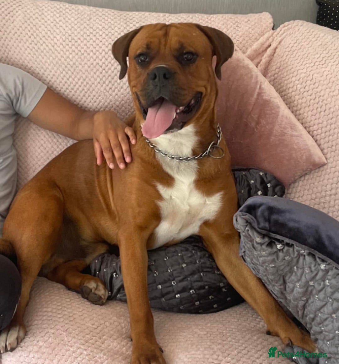 Mixed Breed dogs for sale: Boxer x Rottweiler (Boxweiler Puppies) - Image 9
