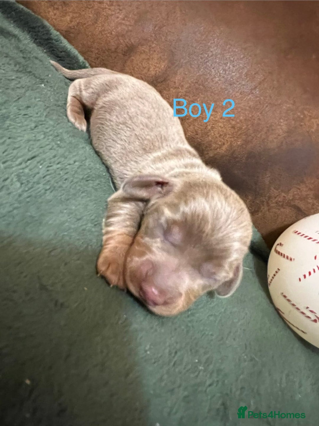 Miniature Dachshund dogs for sale: Beautiful Mini Dachshund puppies  - Advert 4