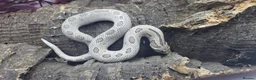 Snake reptiles for sale: Western hognose babies mixed sexes & morphs £160ea - Advert 6