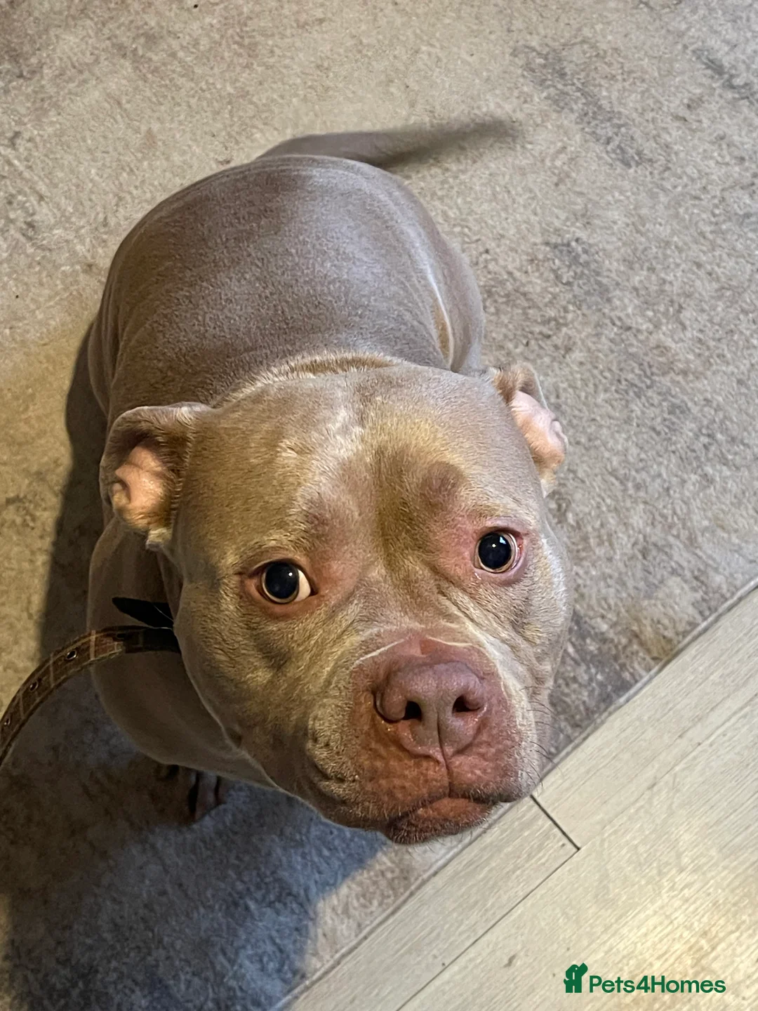 American Bully dogs for sale: Pocket bully - Advert 5