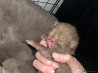 British Shorthair cats 🏆cinnamon & lilac british shorthair babies 🏆 - Advert 15