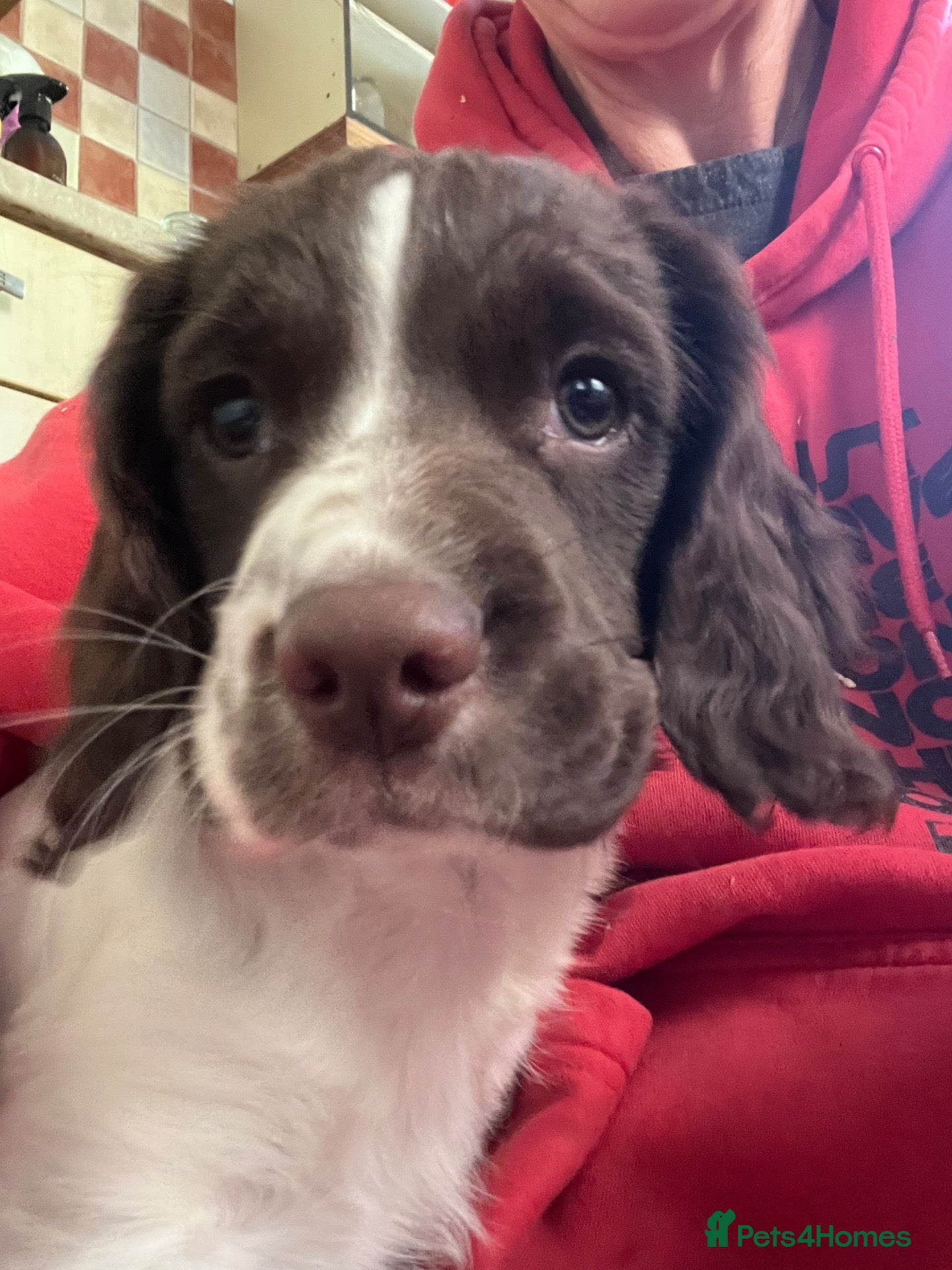 English Springer Spaniel dogs Last Bitch KC reg Springer spaniel Pup Ready Now - Advert 1
