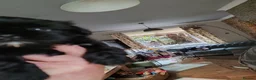 Shih Tzu dogs for sale: Beautiful Black Shih Tzu Puppies  - Advert 3