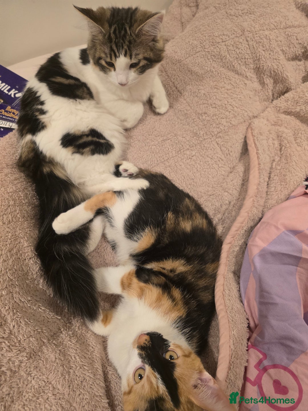 Mixed Breed cats for sale: Pair of bonded female kittens  - Advert 1