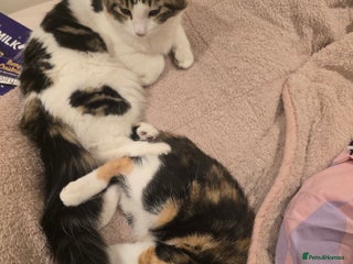 Mixed Breed cats Pair of bonded female kittens - Advert 2