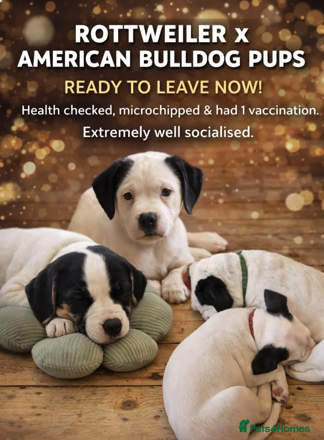 Mixed Breed dogs for sale: Americn bulldog cross Rottweiler puppys  - Advert 4