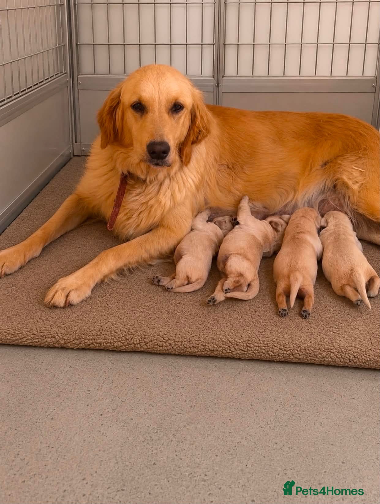 Golden Retriever dogs Golden retriever pups  - Advert 1
