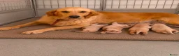 Golden Retriever dogs for sale: Golden retriever pups  - Advert 1