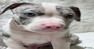 American Bully dogs - Advert 16