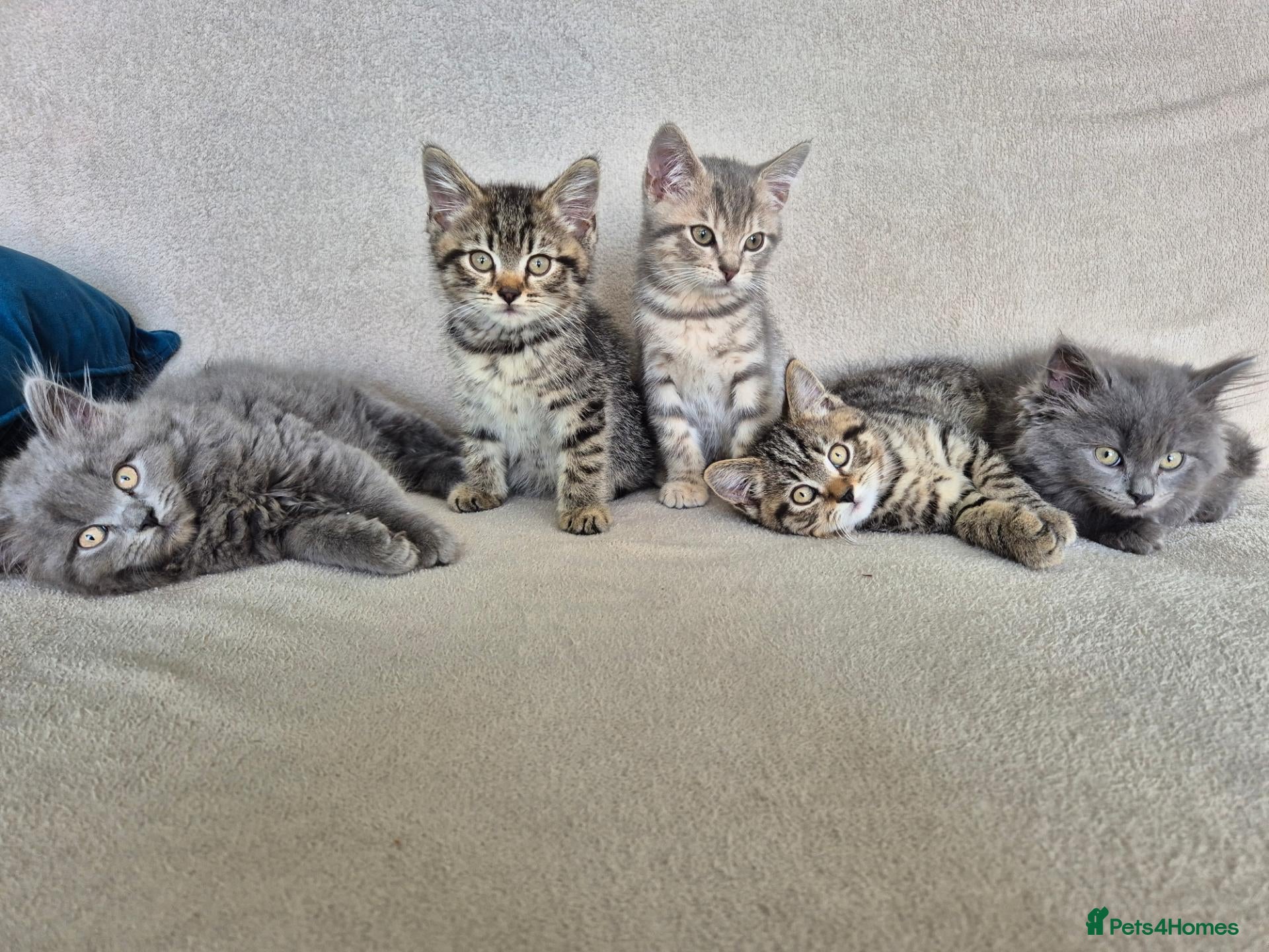 British Shorthair cats 5 British short hair x tabby kittens  - Advert 1