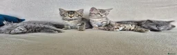British Shorthair cats for sale: 5 British short hair x tabby kittens  - Advert 1