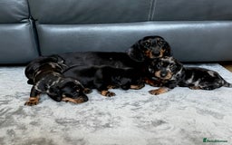 Dachshund dogs for sale: Miniature Dachshund puppies  - Image 4