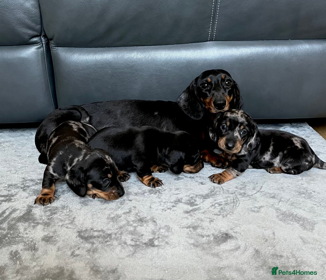 Dachshund dogs for sale: Miniature Dachshund puppies  - Image 4