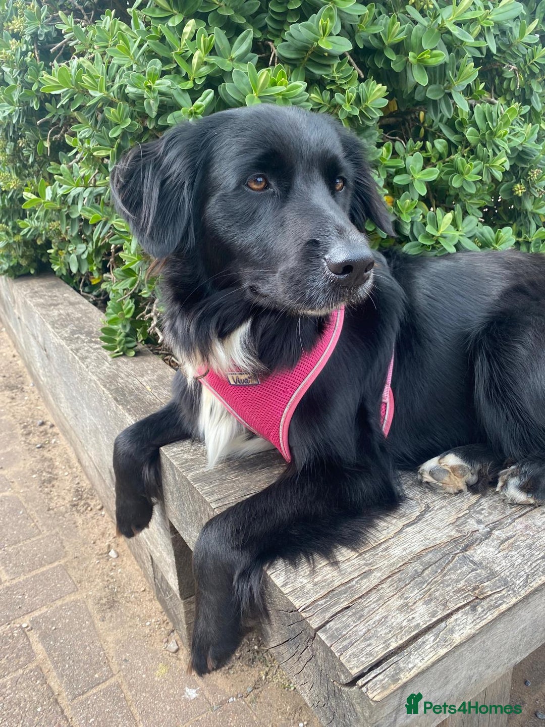 Border Collie dogs for stud: LOOKING FOR STUD  - Advert 4