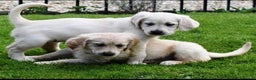 Golden Retriever dogs for stud: Sam. Available for Stud in Swansea - Advert 8