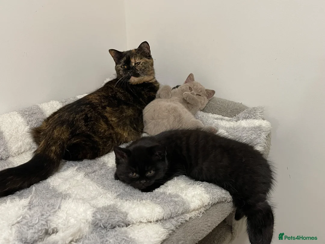 British Shorthair cats for sale: FEMALE & MALE BRITISH SHORTHAIR KITTENS GCCF - Advert 2