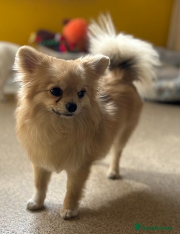 Pomchi dogs in Romford - Advert 7