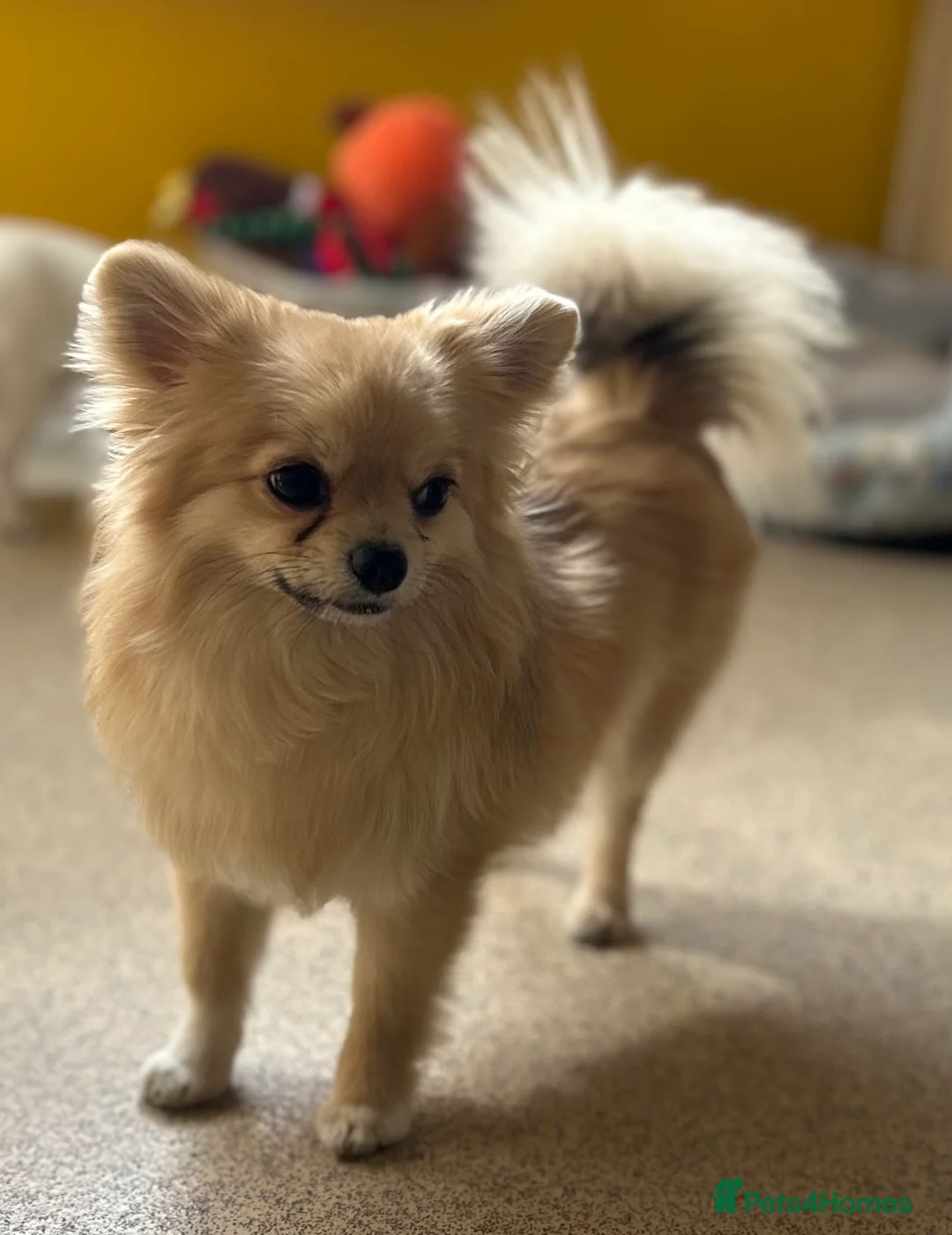 Pomchi dogs for stud: Dovah the amazing pomchi  in Romford - Advert 1