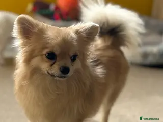 Pomchi dogs Dovah the amazing pomchi in Romford - Advert 4