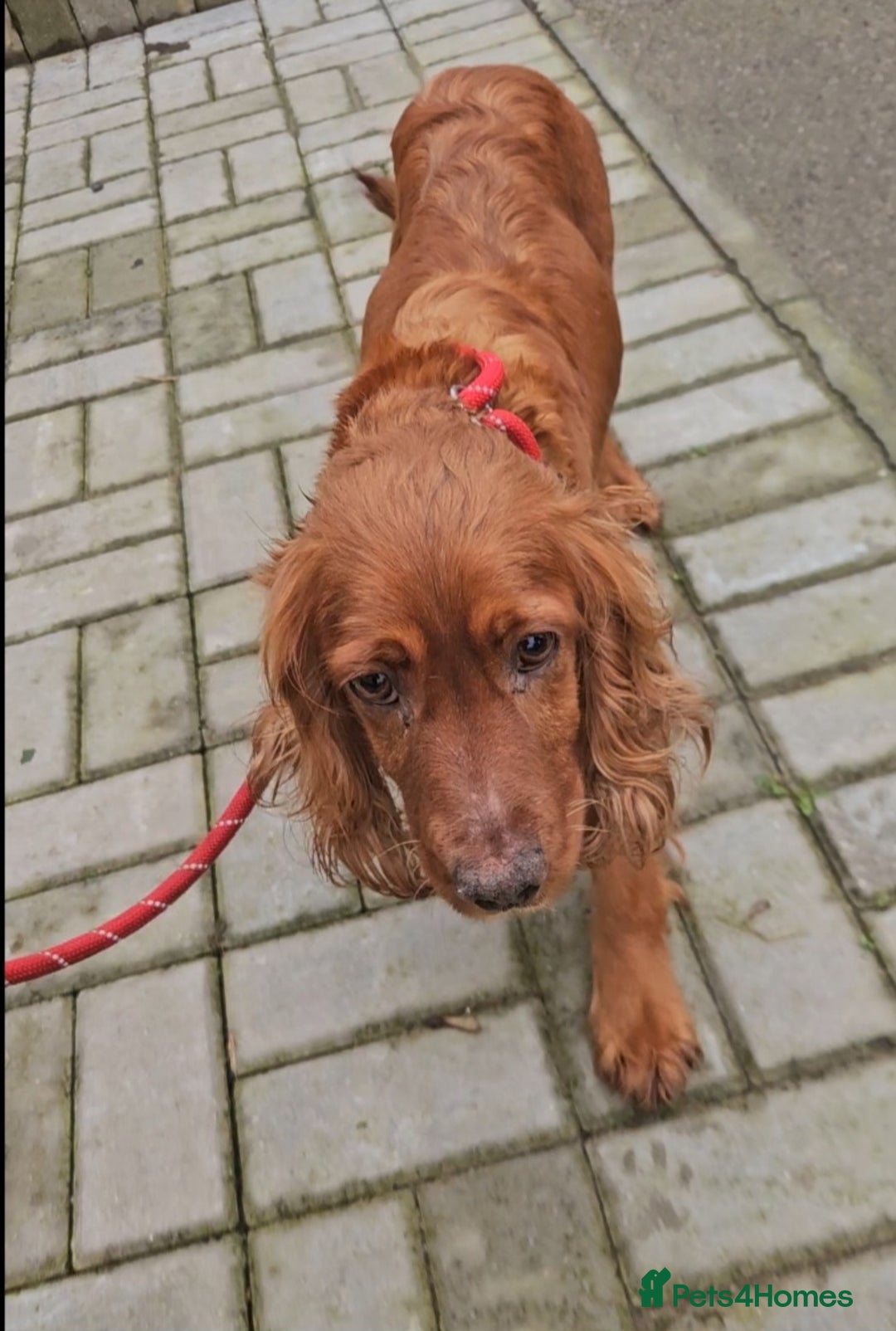 Cocker Spaniel dogs for sale: Two beautiful cocker spaniel puppies  - Advert 9