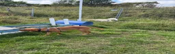 Labrador Retriever dogs for sale: 1 year old fox red Labrador Retriever  in Rosewell - Advert 2