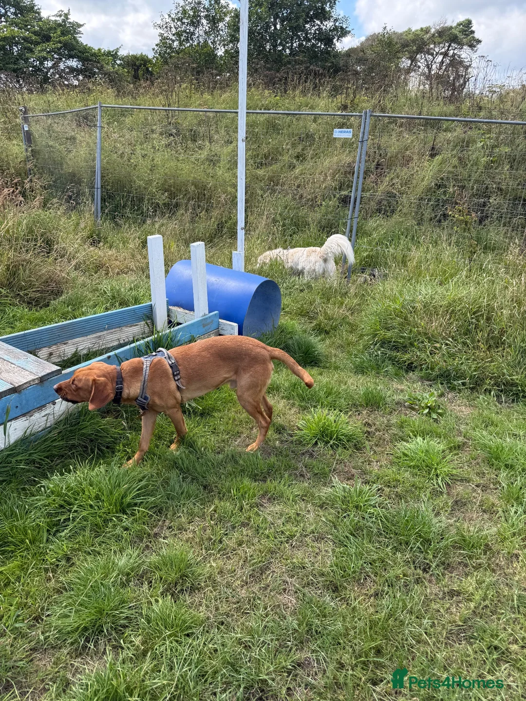 Labrador Retriever dogs for sale: 1 year old fox red Labrador Retriever  in Rosewell - Advert 2