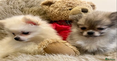 Pomeranian dogs Adorable KC Registered beautiful babies  - Advert 10