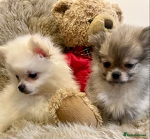 Pomeranian dogs Adorable KC Registered beautiful babies - Advert 8
