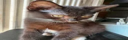 Mixed Breed cats for sale: Gorgeous Kittens Seeking Forever Homes - Advert 3