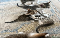 Bengal cats for sale: 7 Bengal x Tabby Kittens for Sale.  - Image 25