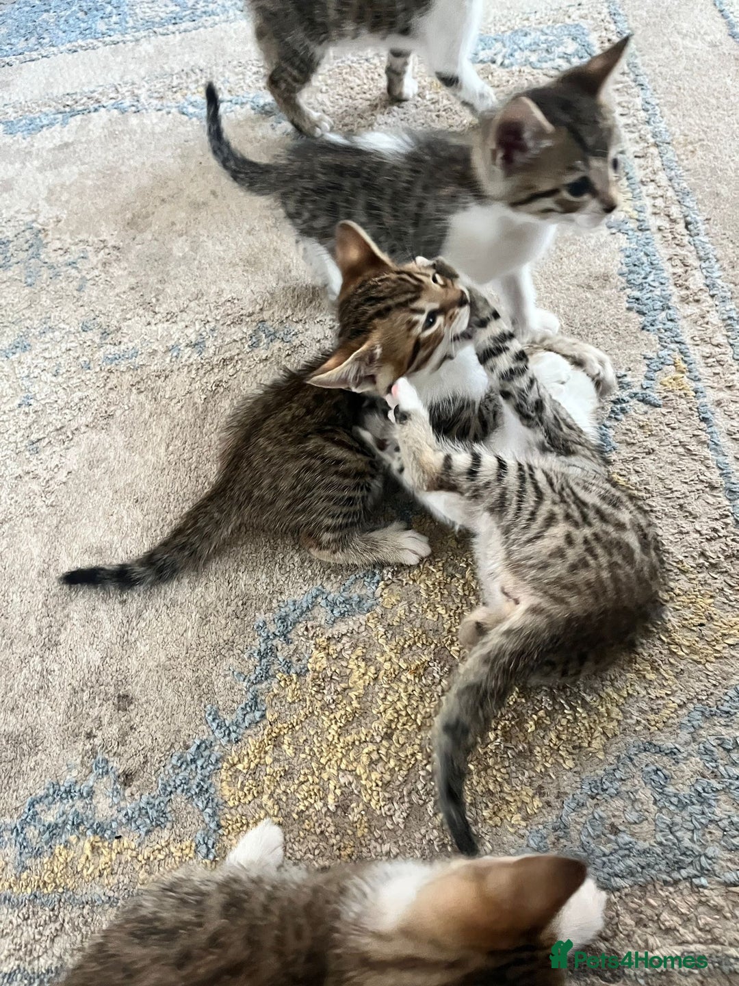 Bengal cats for sale: 7 Bengal x Tabby Kittens for Sale.  - Image 25