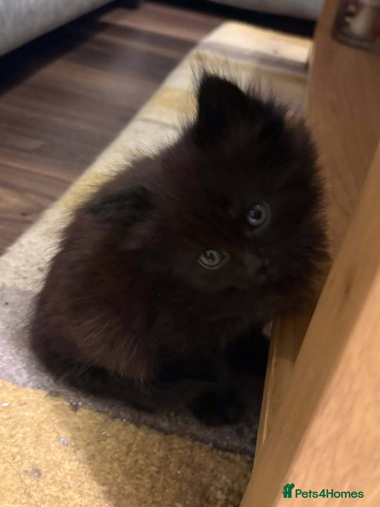 Mixed Breed cats for sale: Beautiful Kittens For Sale - Advert 13