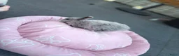 Mini Lop rabbits for sale: Stunning baby mini lops - Advert 2