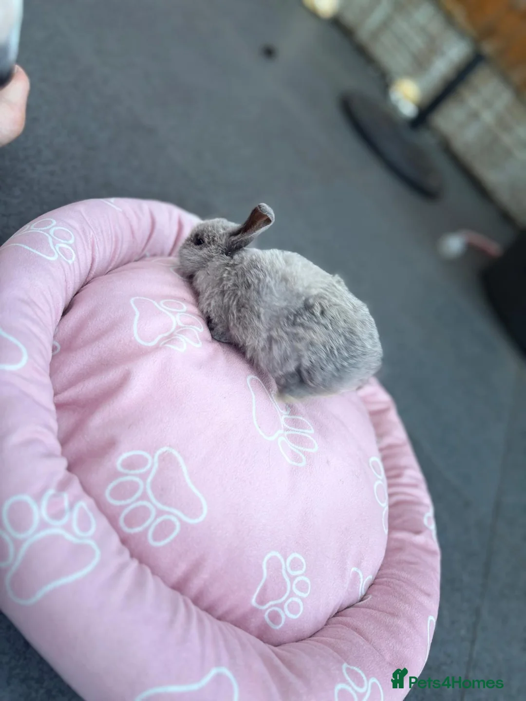 Mini Lop rabbits for sale: Stunning baby mini lops - Advert 2