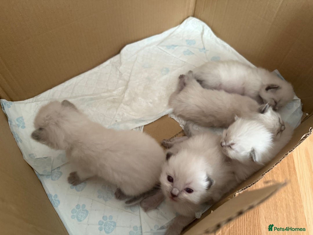 Ragdoll cats for sale: Beautiful 100% ragdoll kittens - Image 2