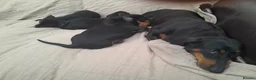 Dachshund dogs for sale: Gorgeous dachshund puppies - Advert 1