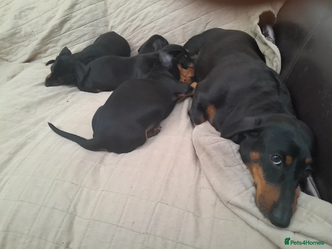 Dachshund dogs for sale: Gorgeous dachshund puppies - Advert 1