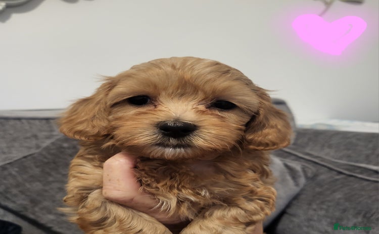 Cavapoochon dogs - Advert 16