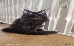 Maine Coon cats for sale: Pure Maine coon👑 - Image 5
