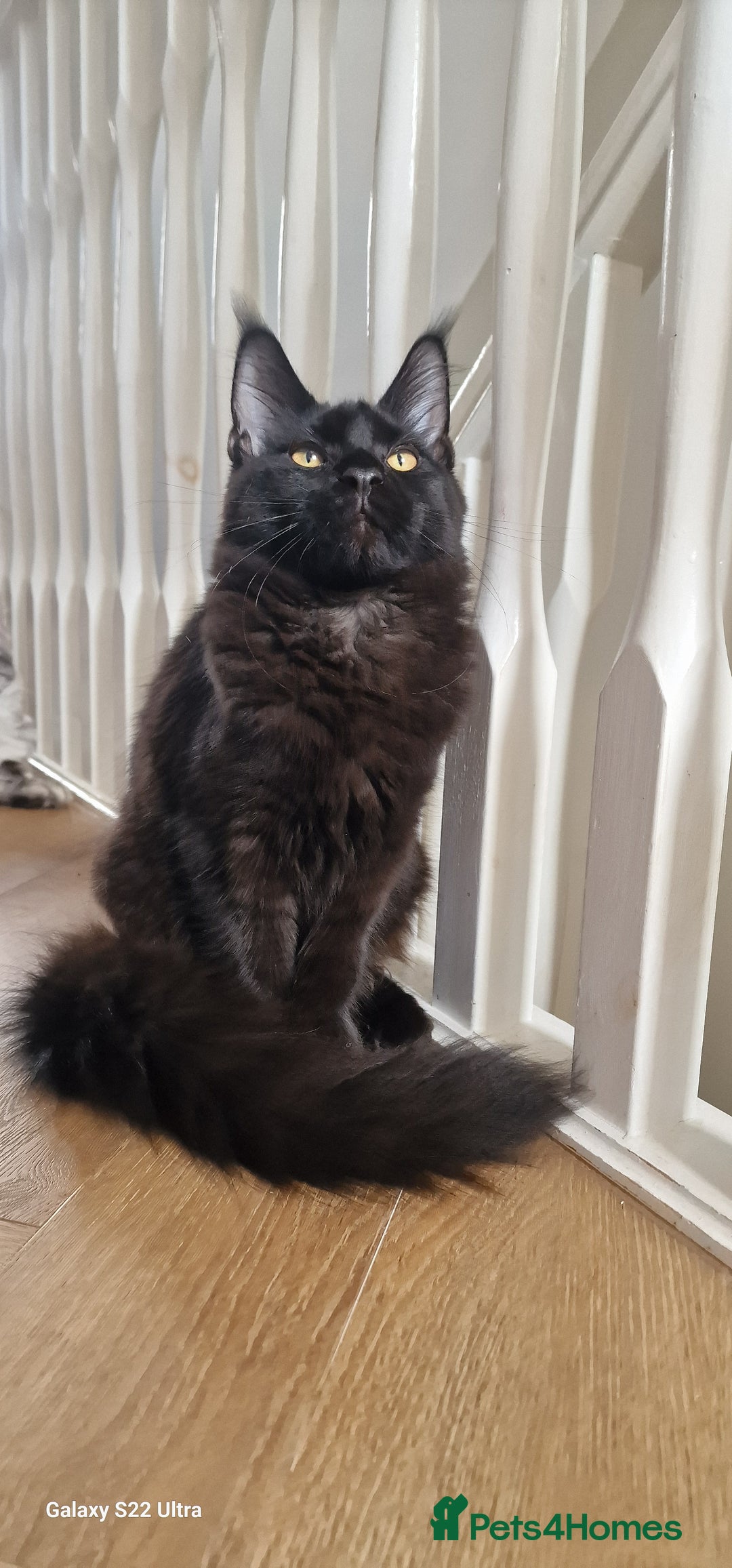 Maine Coon cats for sale: Pure Maine coon👑 - Image 5