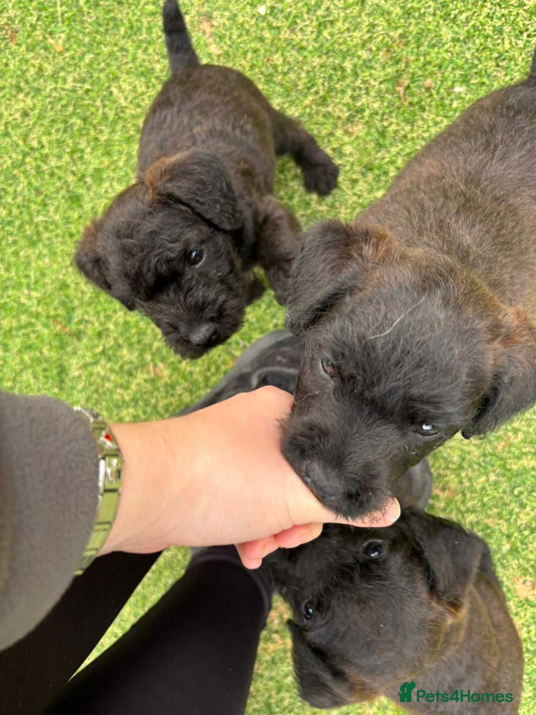 Patterdale Terrier dogs for sale: Chocolate Patterdale terriers  - Image 10