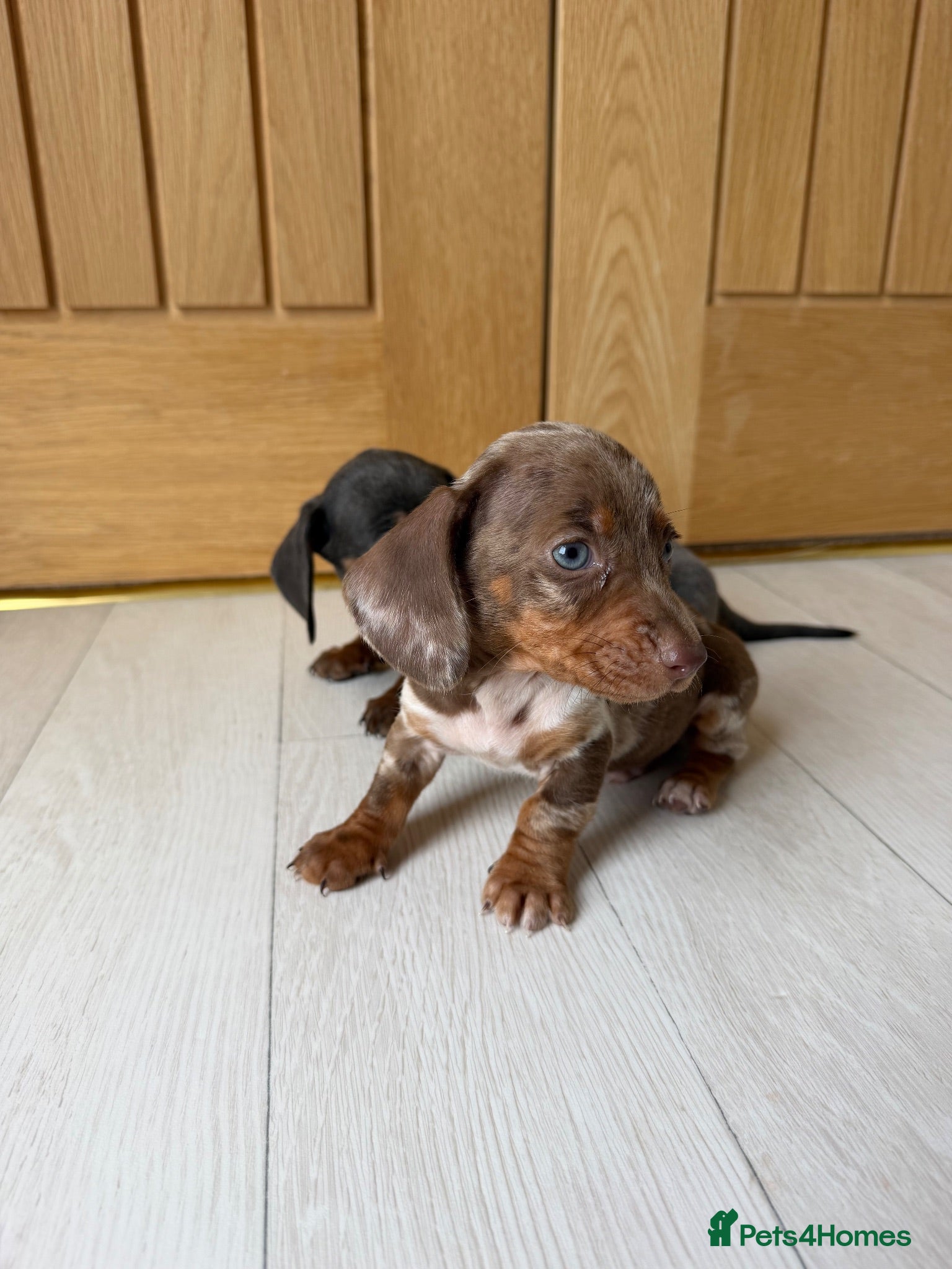 Miniature Dachshund dogs Miniature dachshund puppies  - Advert 14
