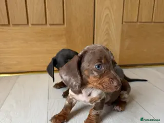 Miniature Dachshund dogs Miniature dachshund puppies - Advert 14