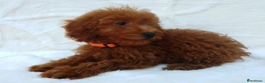 Miniature Poodle 4