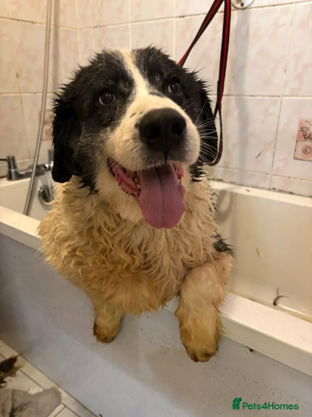 Mixed Breed dogs for adoption: Spiky - Norwich Norfolk  - Advert 9