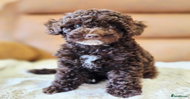 Toy Poodle dogs - Advert 5